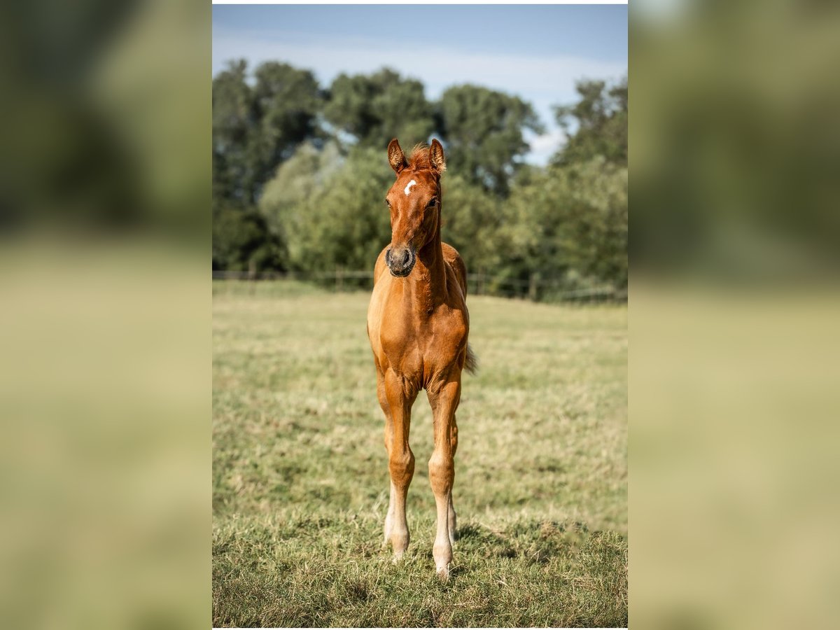 Holsteiner Hengst Fohlen (03/2025) 170 cm in Seesterm&#xFC;he