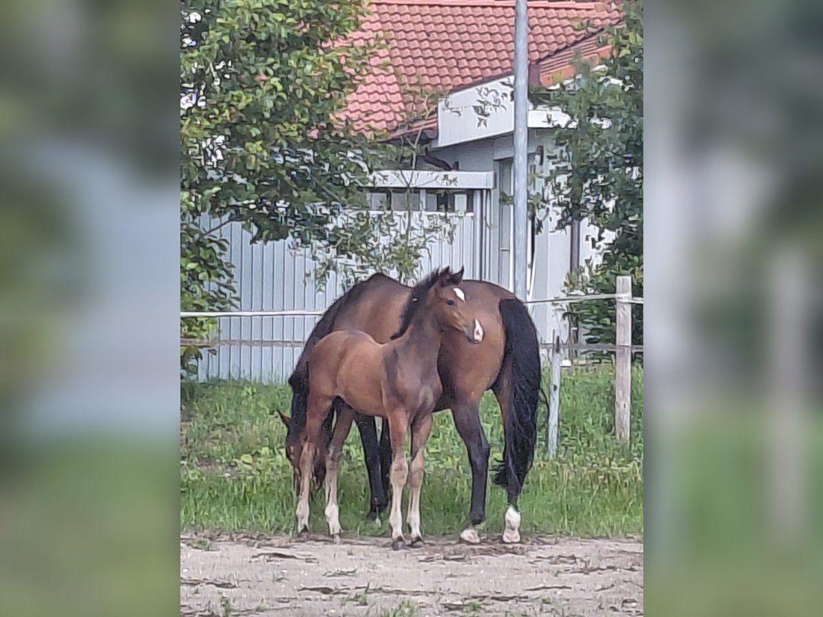 Holsteiner Hengst Fohlen (04/2025) Brauner in Brande-H&#xF6;rnerkirchen