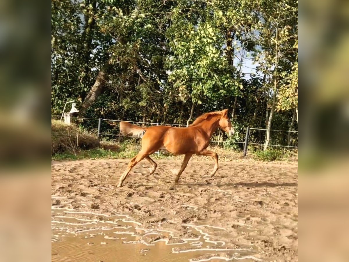 Holsteiner, Hengst in Ladelund