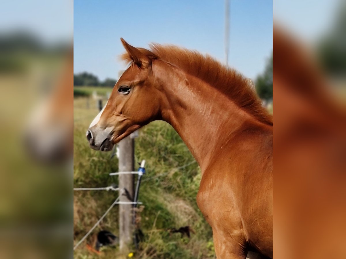 Holsteiner, Hengst in Ladelund