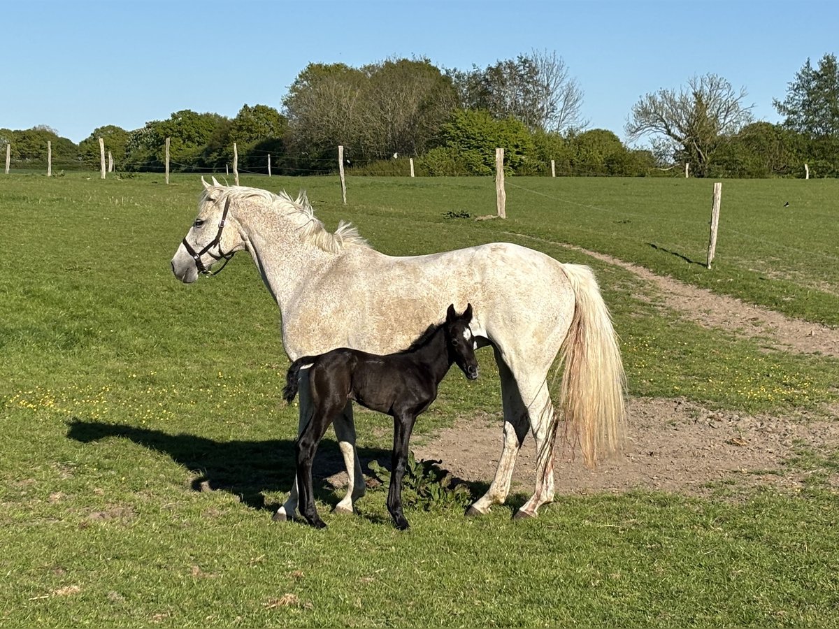 Holsteiner Hengst  Schimmel in Gelting