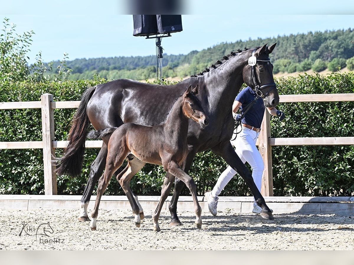 Holsteiner Hengst  100 cm Bruin in Tangstedt