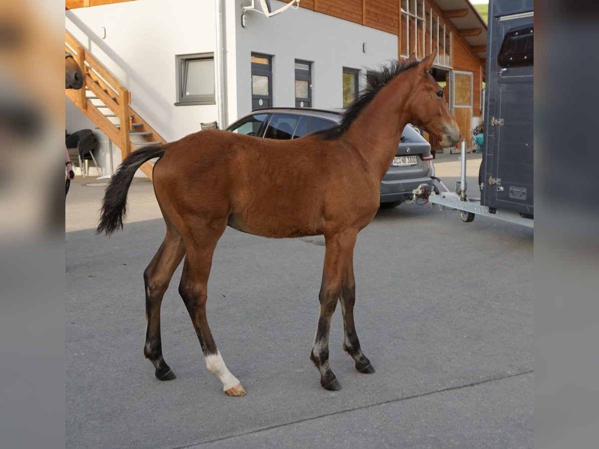 Holsteiner Hengst Veulen (02/2025) 168 cm Bruin in Bad Wurzach