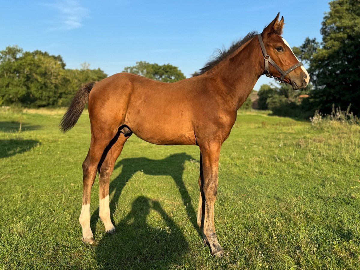 Holsteiner Hengst Veulen (06/2025) 168 cm Bruin in L&#xFC;dersburg