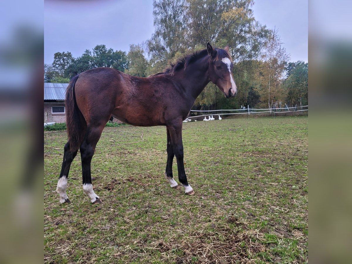 Holsteiner Hengst veulen (04/2024) 168 cm Donkerbruin in Klein Pampau