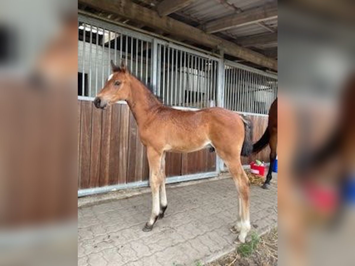 Holsteiner Hengst  170 cm Bruin in Granderheide