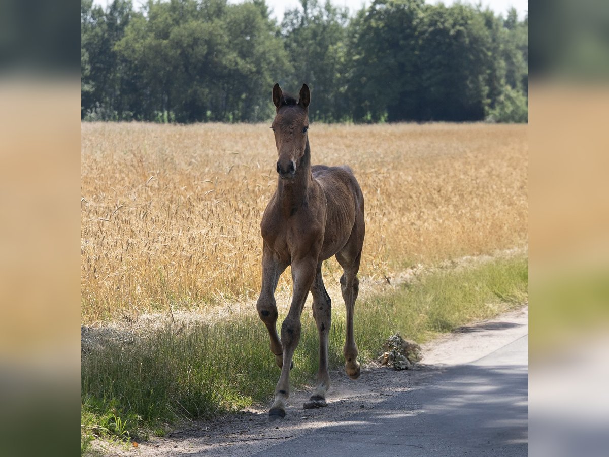 Holsteiner Hengst Veulen (04/2025) 172 cm Bruin in Grande