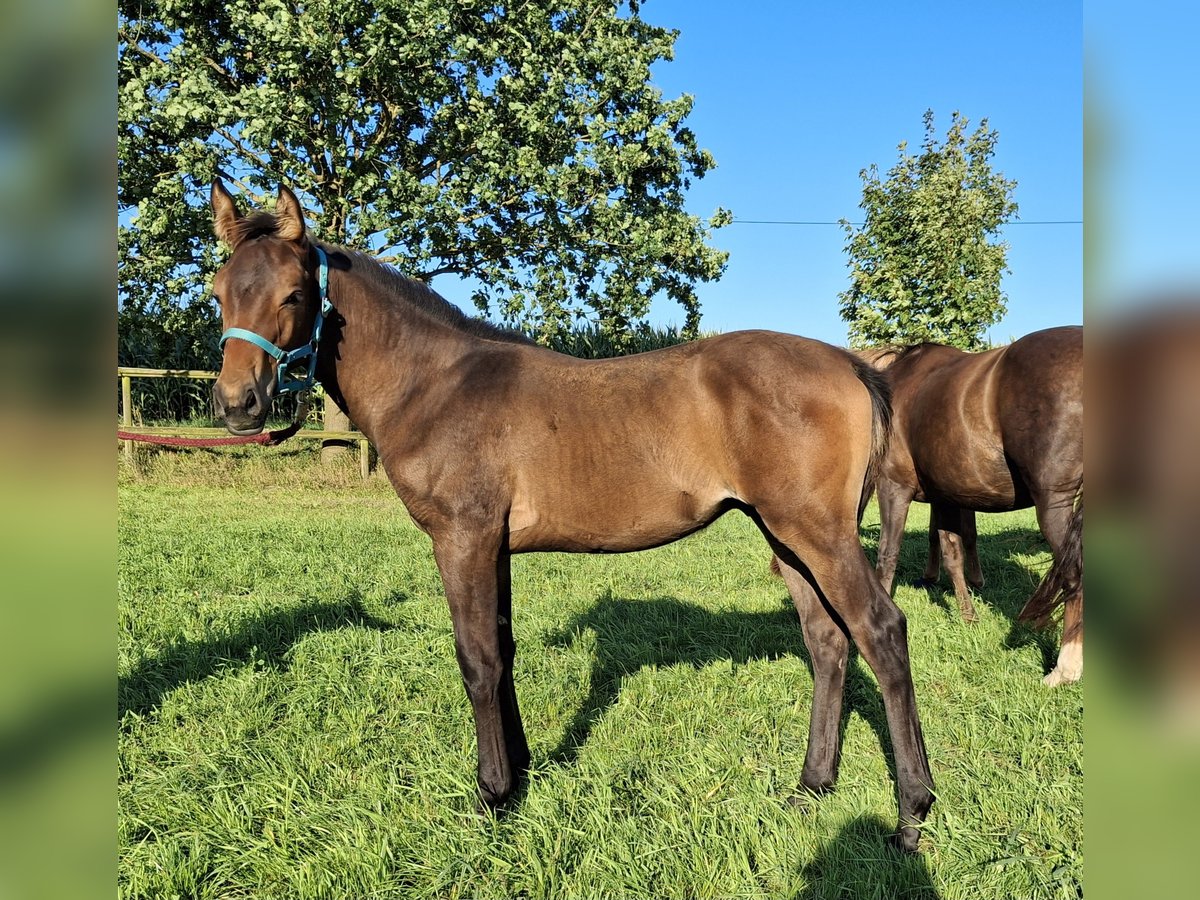 Holsteiner Hengst veulen (04/2024) 172 cm Bruin in Bispingen