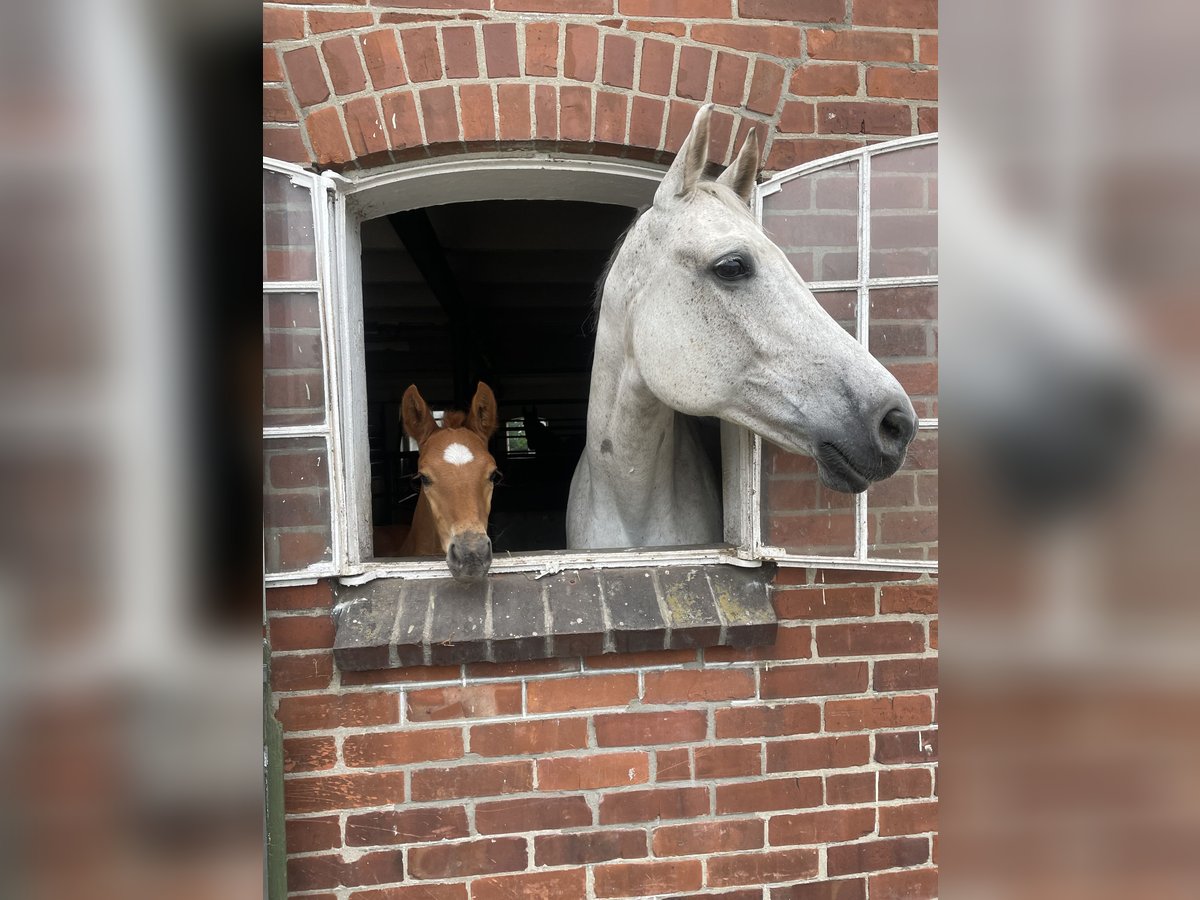 Holsteiner Hengst Veulen (04/2025) 172 cm Vos in KellinghusenWittenbergen