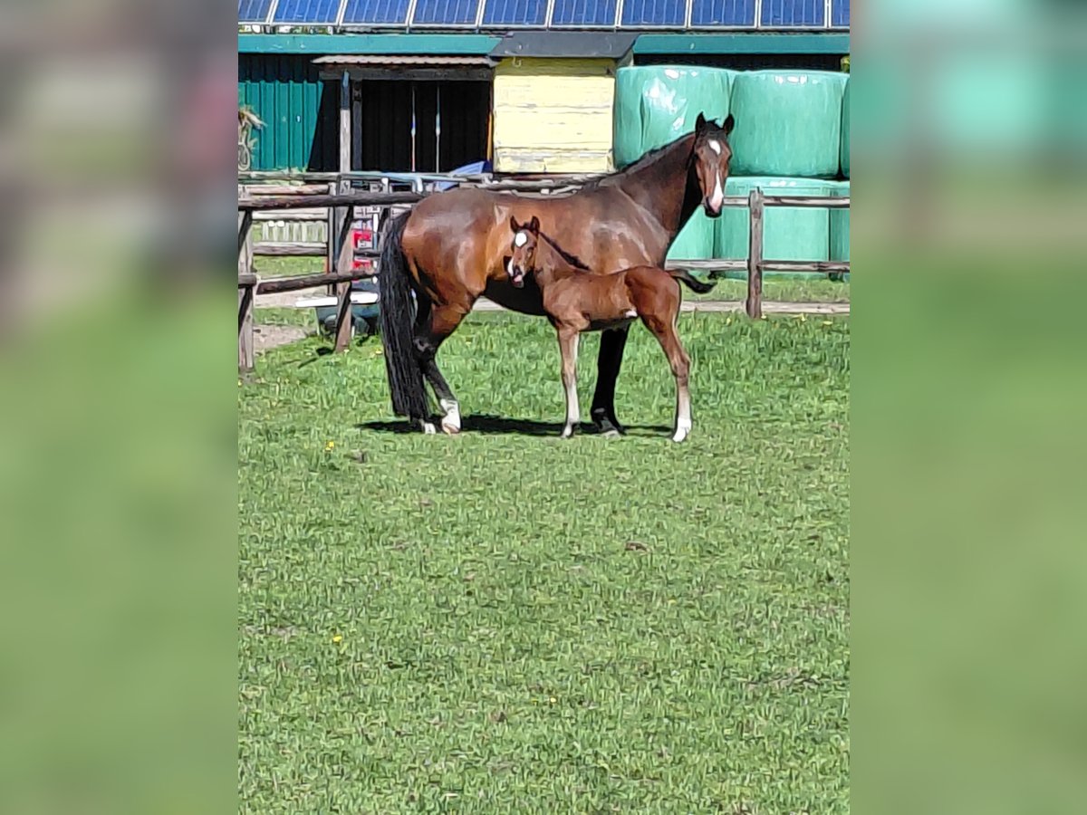 Holsteiner Hengst  Bruin in Brande-H&#xF6;rnerkirchen