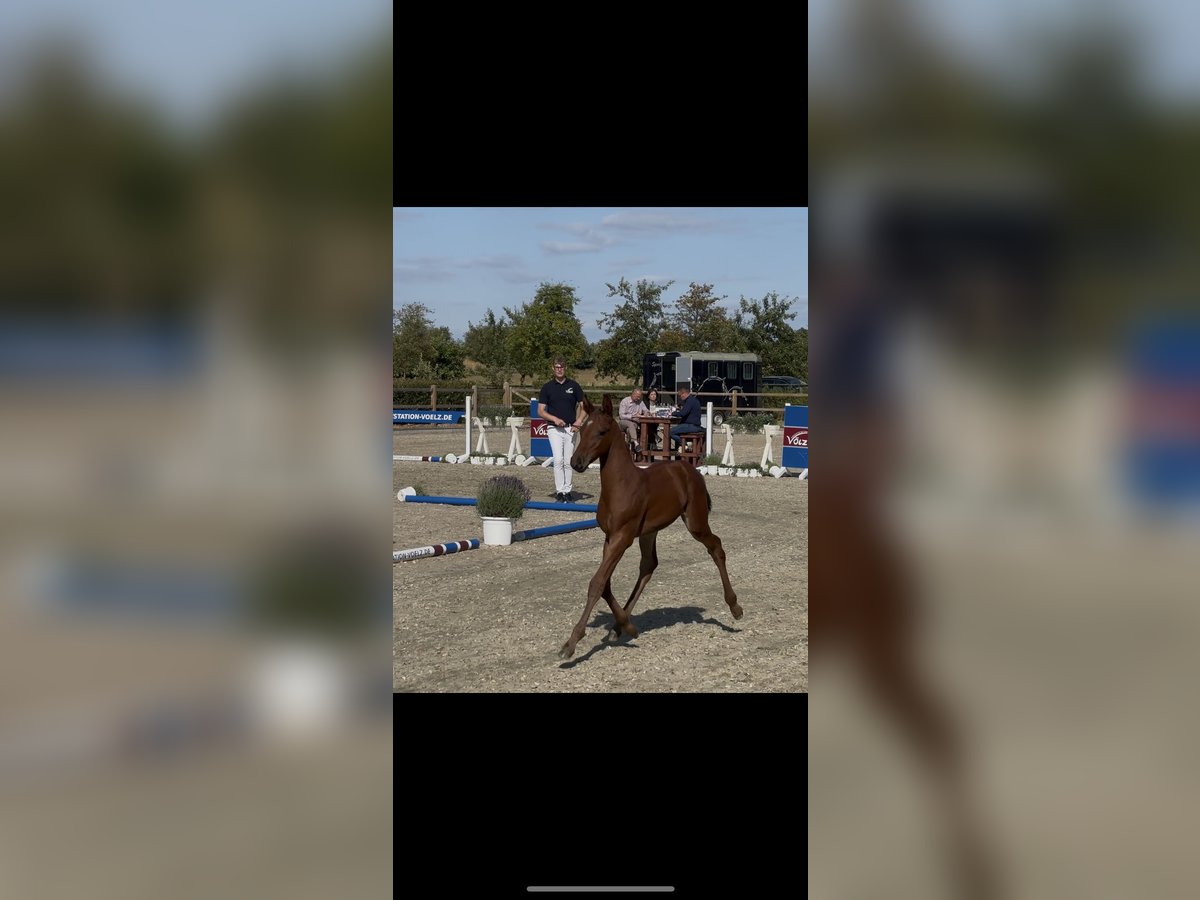 Holsteiner Hengst Veulen (05/2025) Bruin in HittbergenHittbergen