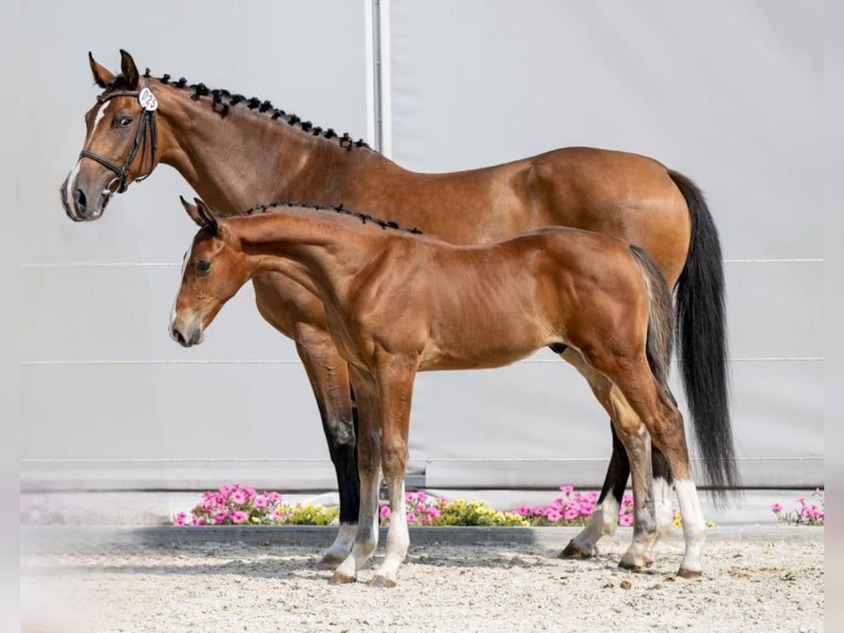 Holsteiner Hengst  Bruin in Tuchola