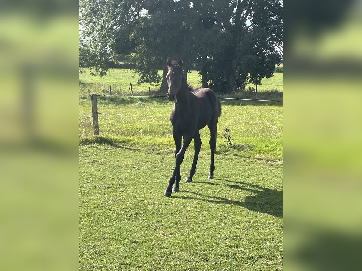 Holsteiner Hengst Veulen (04/2025) Donkerbruin in Bredenbek