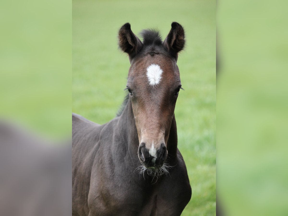 Holsteiner Hengst Veulen (04/2025) Donkerbruin in Stipsdorf