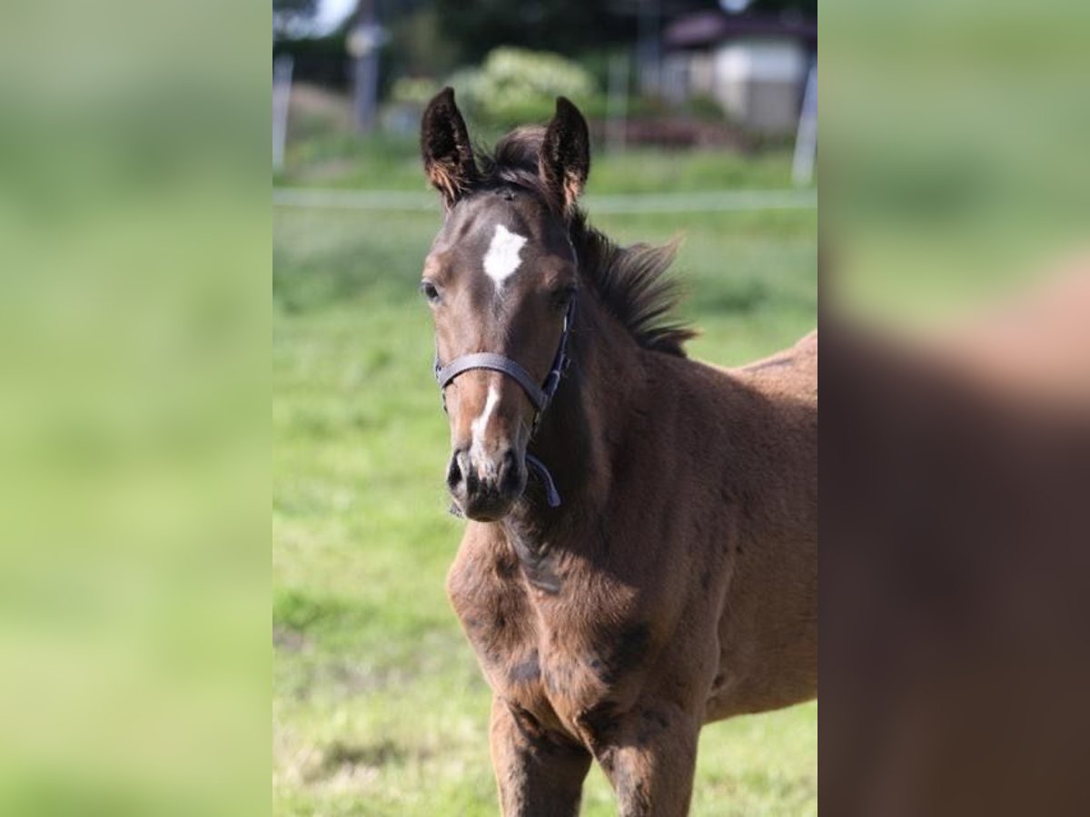 Holsteiner Hengst veulen (05/2024) Donkerbruin in Behrendorf