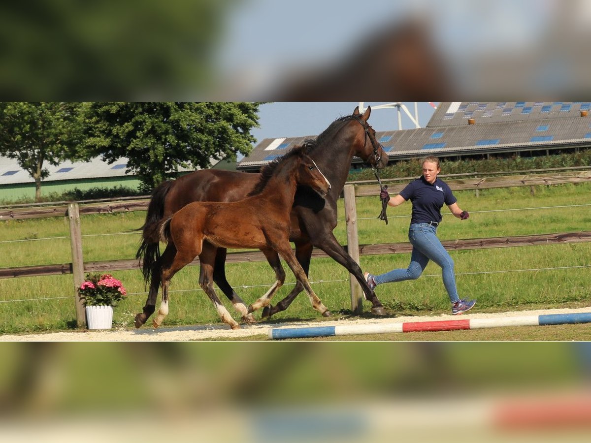 Holsteiner Hengst veulen (04/2024) Donkerbruin in Kaiser-Wilhelm-Koog