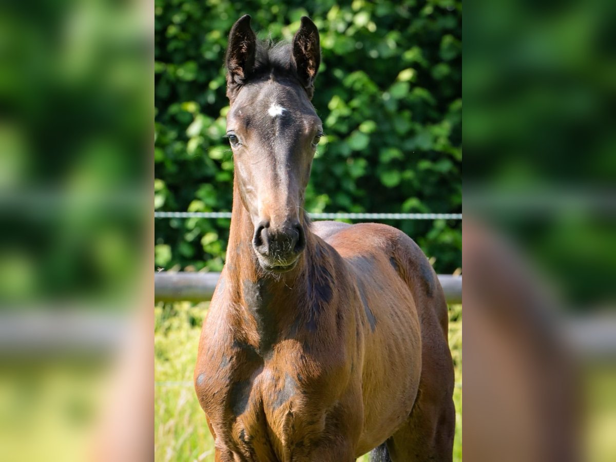 Holsteiner Hengst Veulen (05/2025) Schimmel in Fehrenb&#xF6;tel