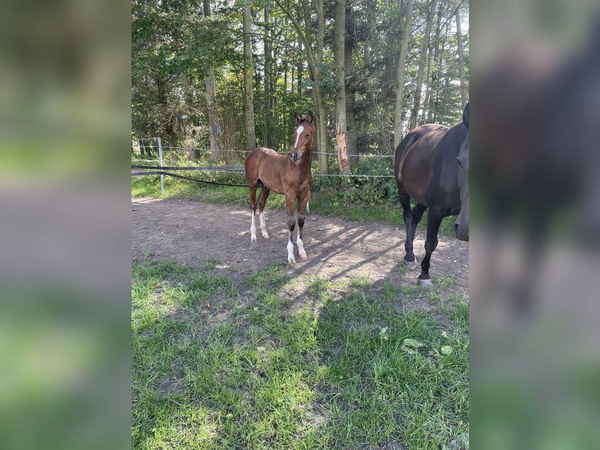 Holsteiner Hengst Veulen (05/2025) in Bredenbek