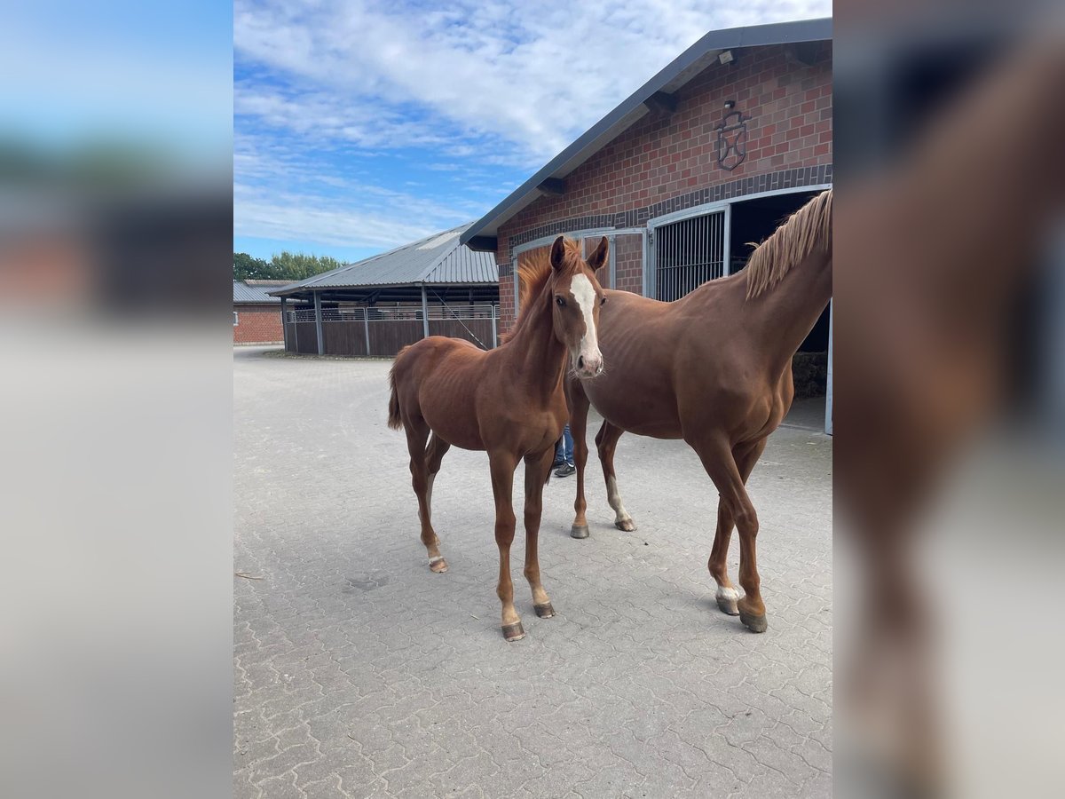 Holsteiner Hengst Veulen (05/2025) Vos in Ammersbek