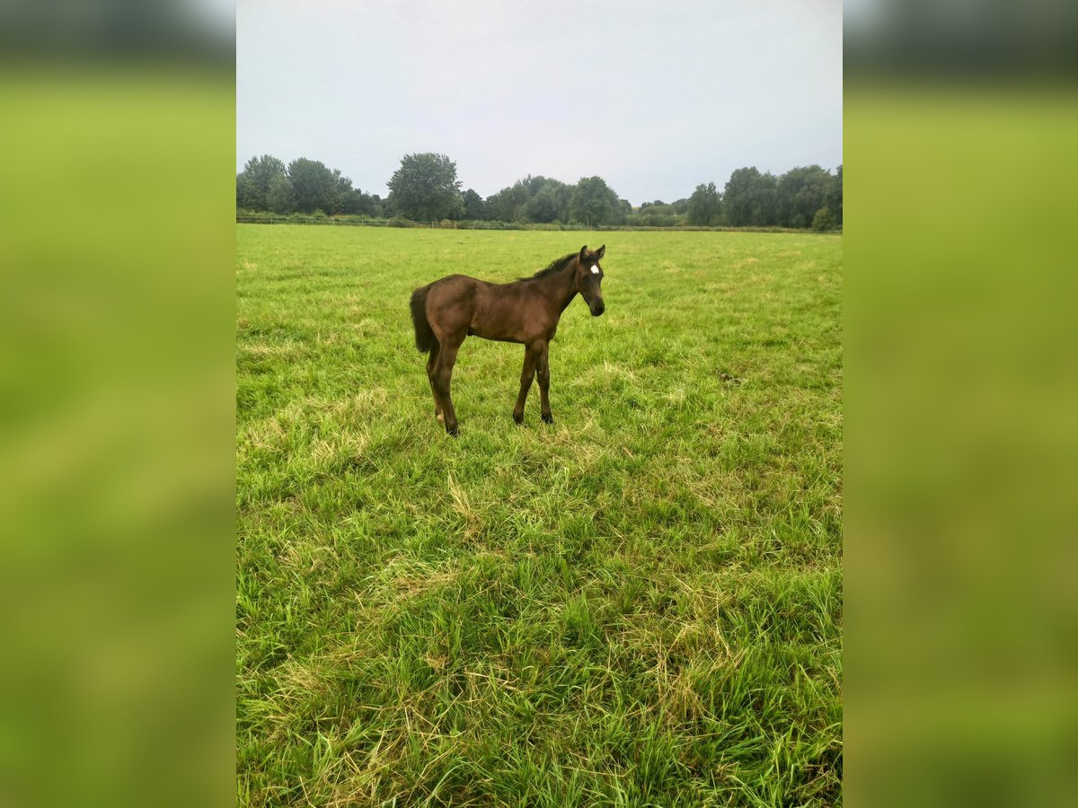 Holsteiner Hengst veulen (06/2024) Zwartbruin in Nusse