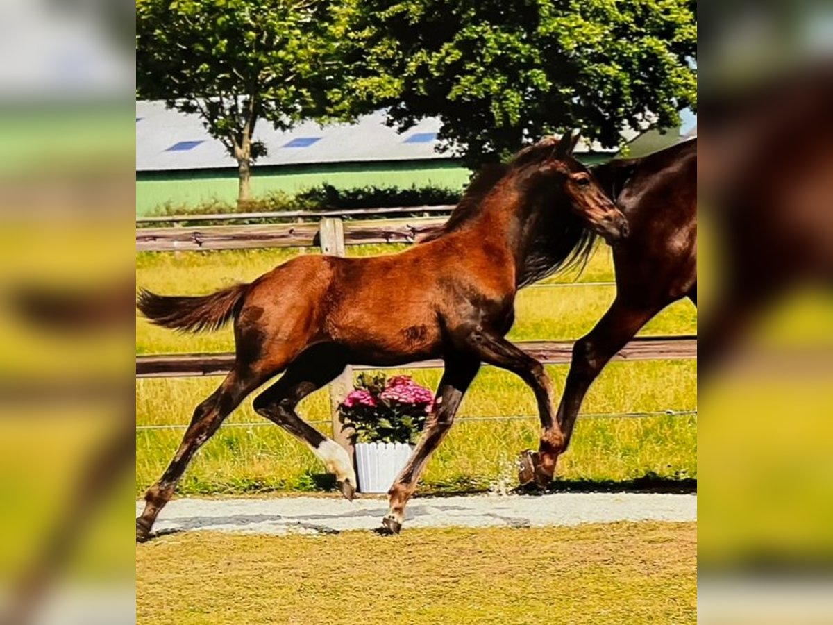 Holsteiner Hengst veulen (04/2024) Zwartbruin in Kaiser-Wilhelm-Koog