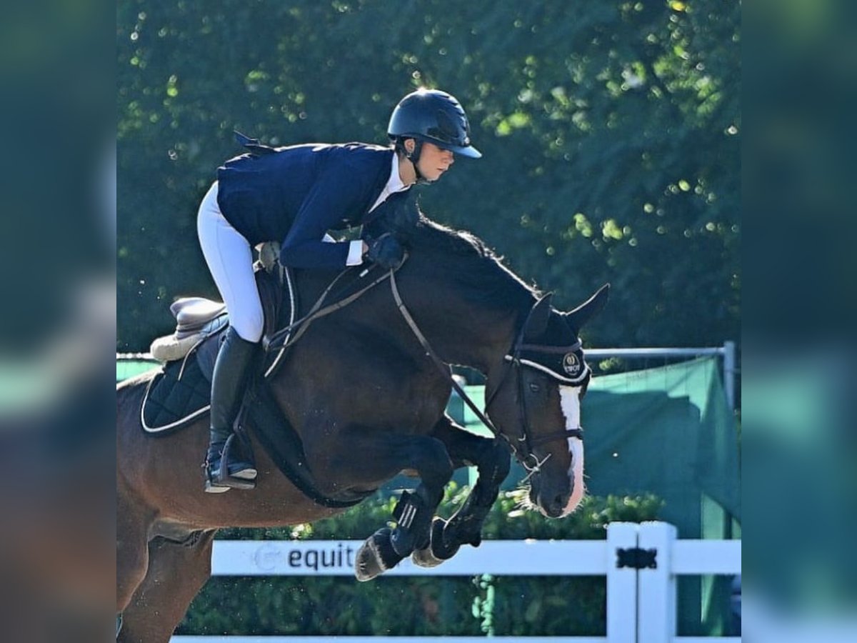 Holsteiner Hingst 7 år Brun in Thalgau