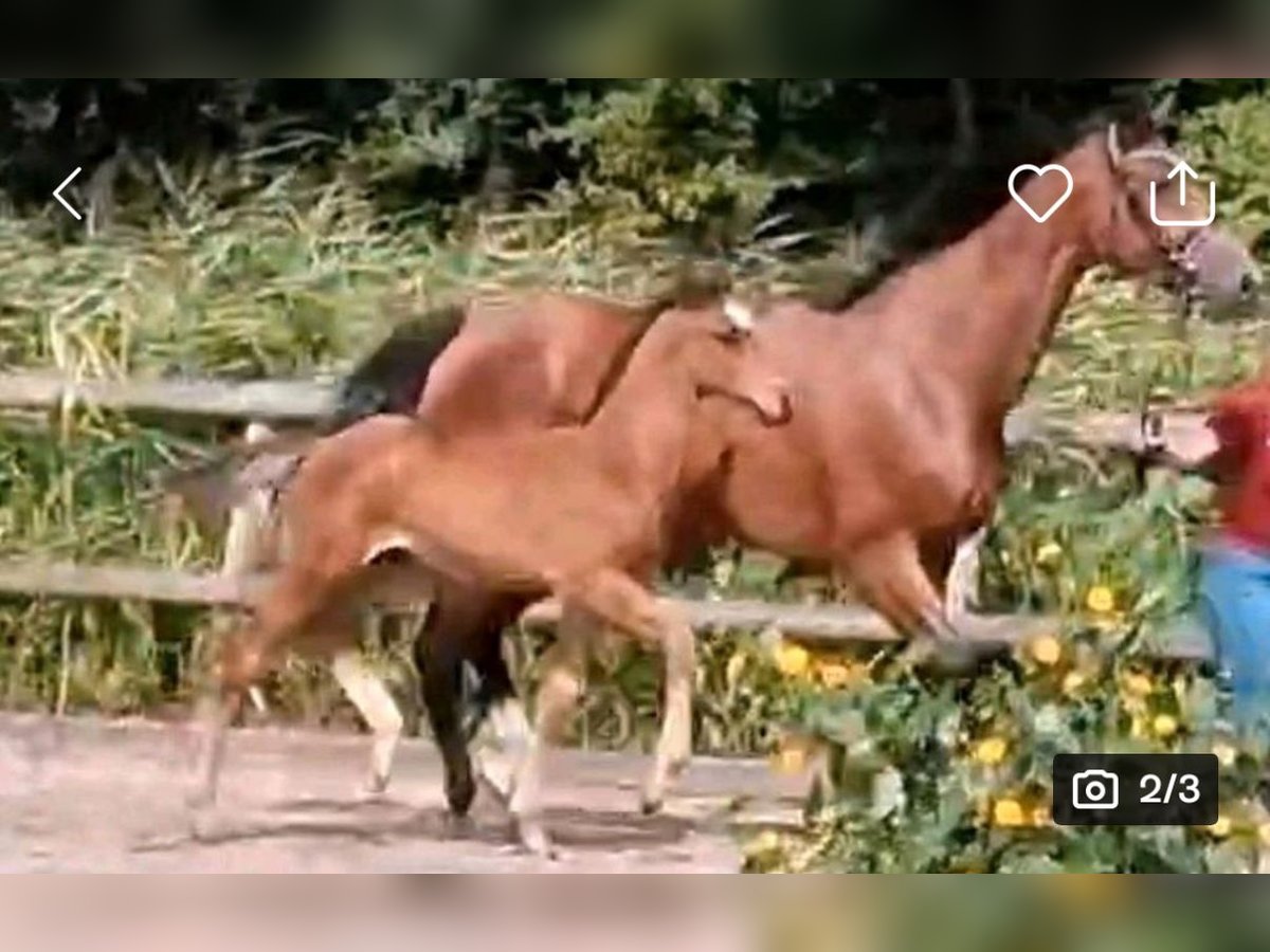 Holsteiner Hingst Föl (05/2024) 140 cm Brun in Heide