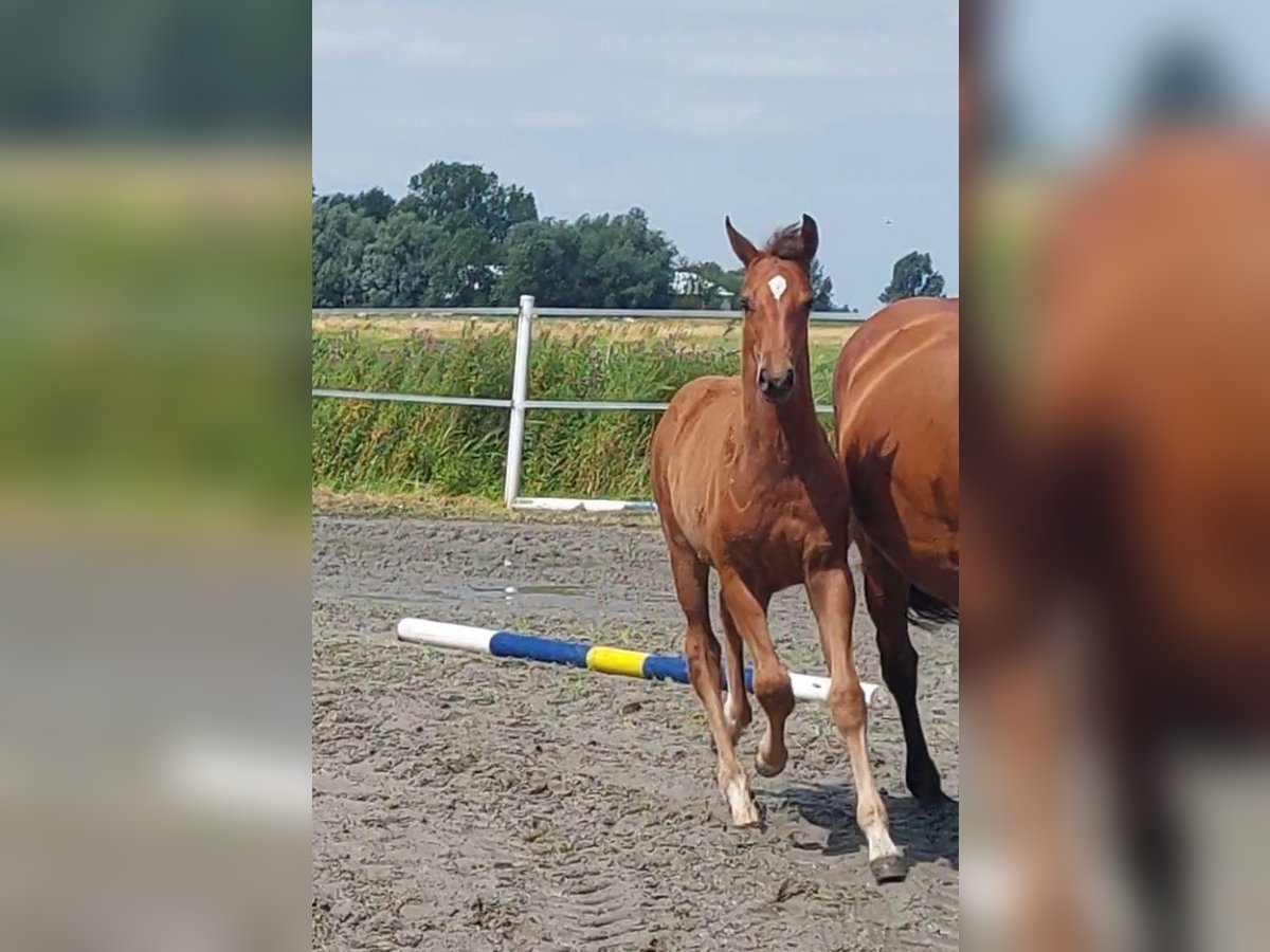 Holsteiner Hingst Föl (05/2024) Brun in Tetenbüll