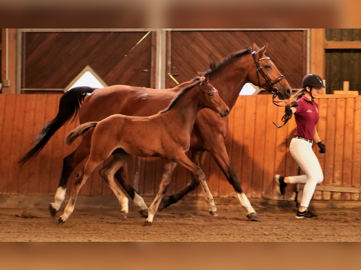 Holsteiner Hingst Föl (01/2024) Brun in Schmilau