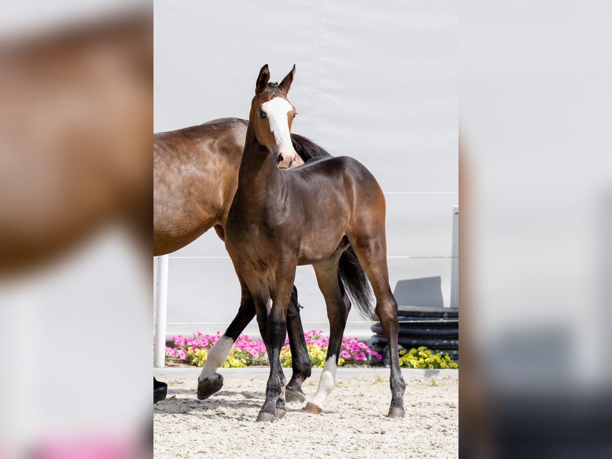 Holsteiner Hingst Föl (04/2024) Brun in Tuchola