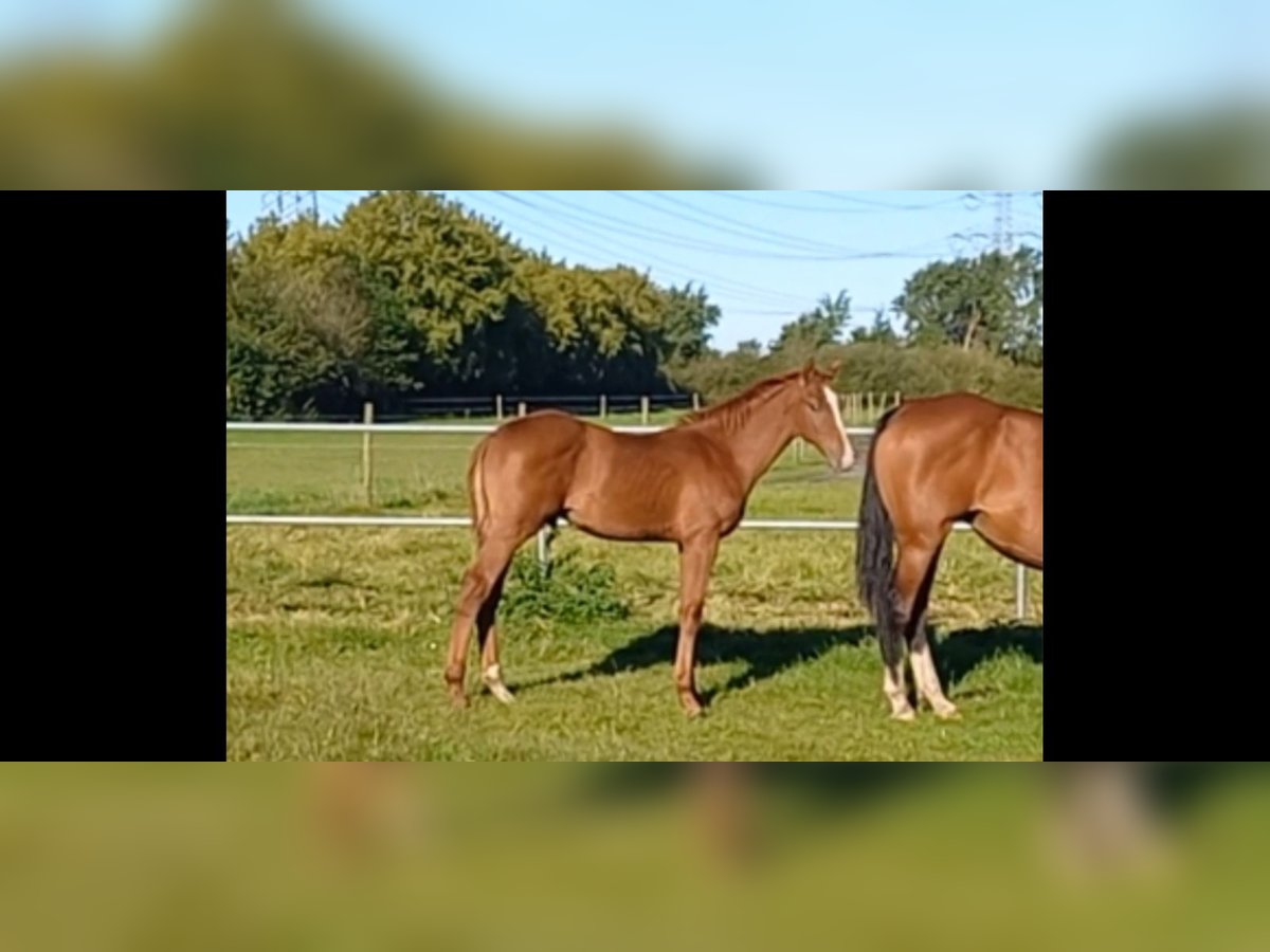 Holsteiner Hingst Föl (05/2024) fux in Stadum