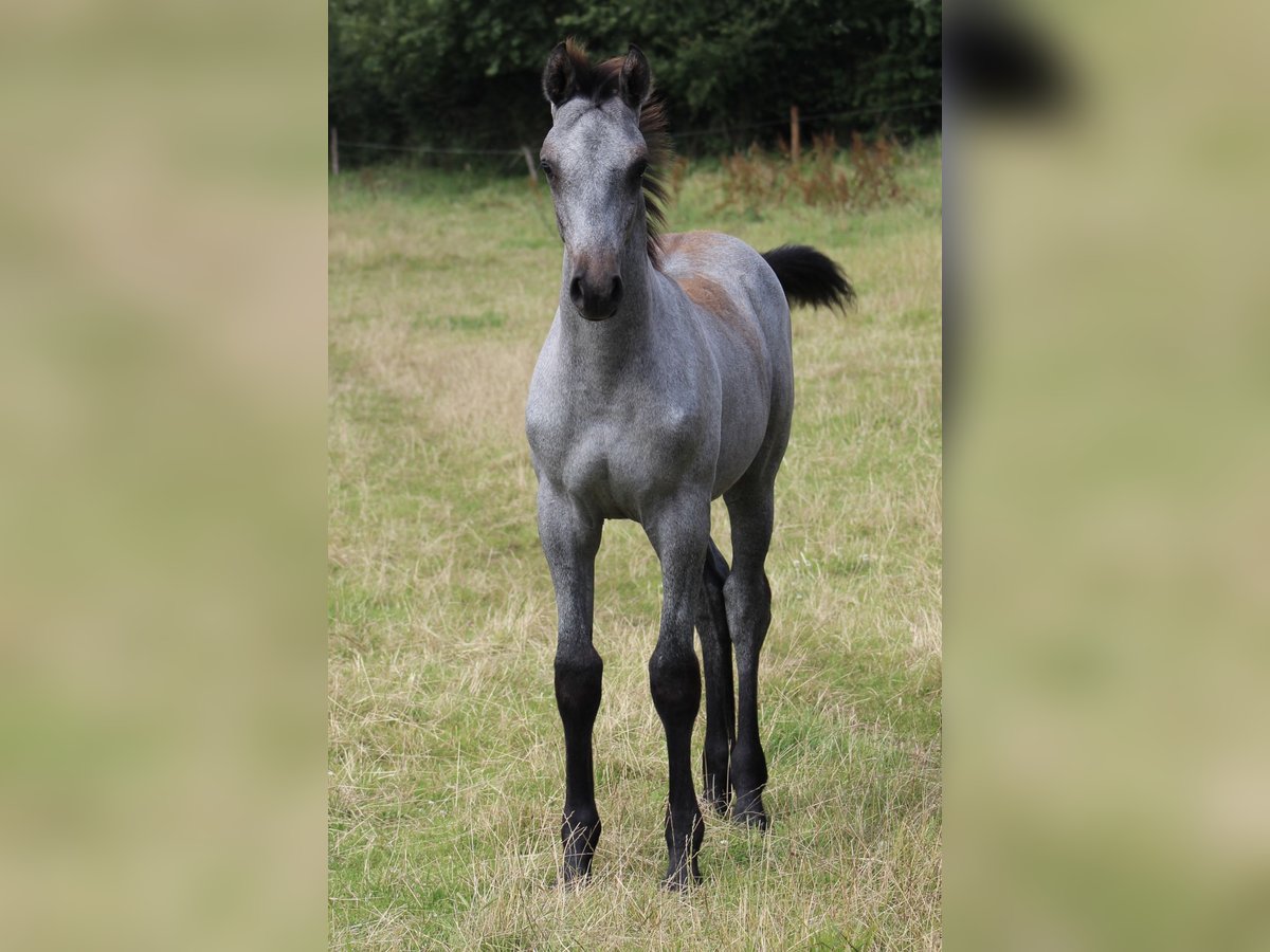 Holsteiner Hingst Föl (04/2024) Grå in Rabenkirchen-Faulück