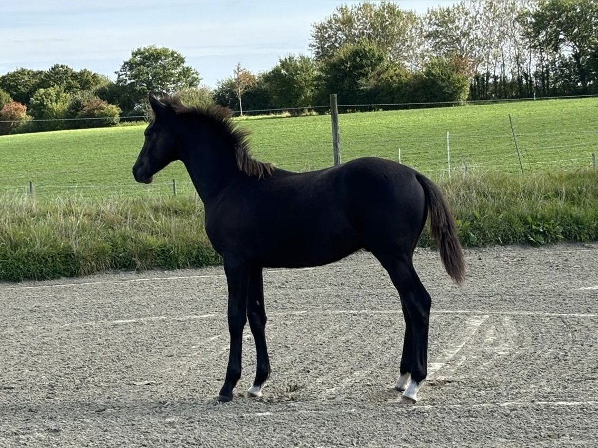 Holsteiner Hingst Föl (04/2024) Kan vara vit in Osdorf