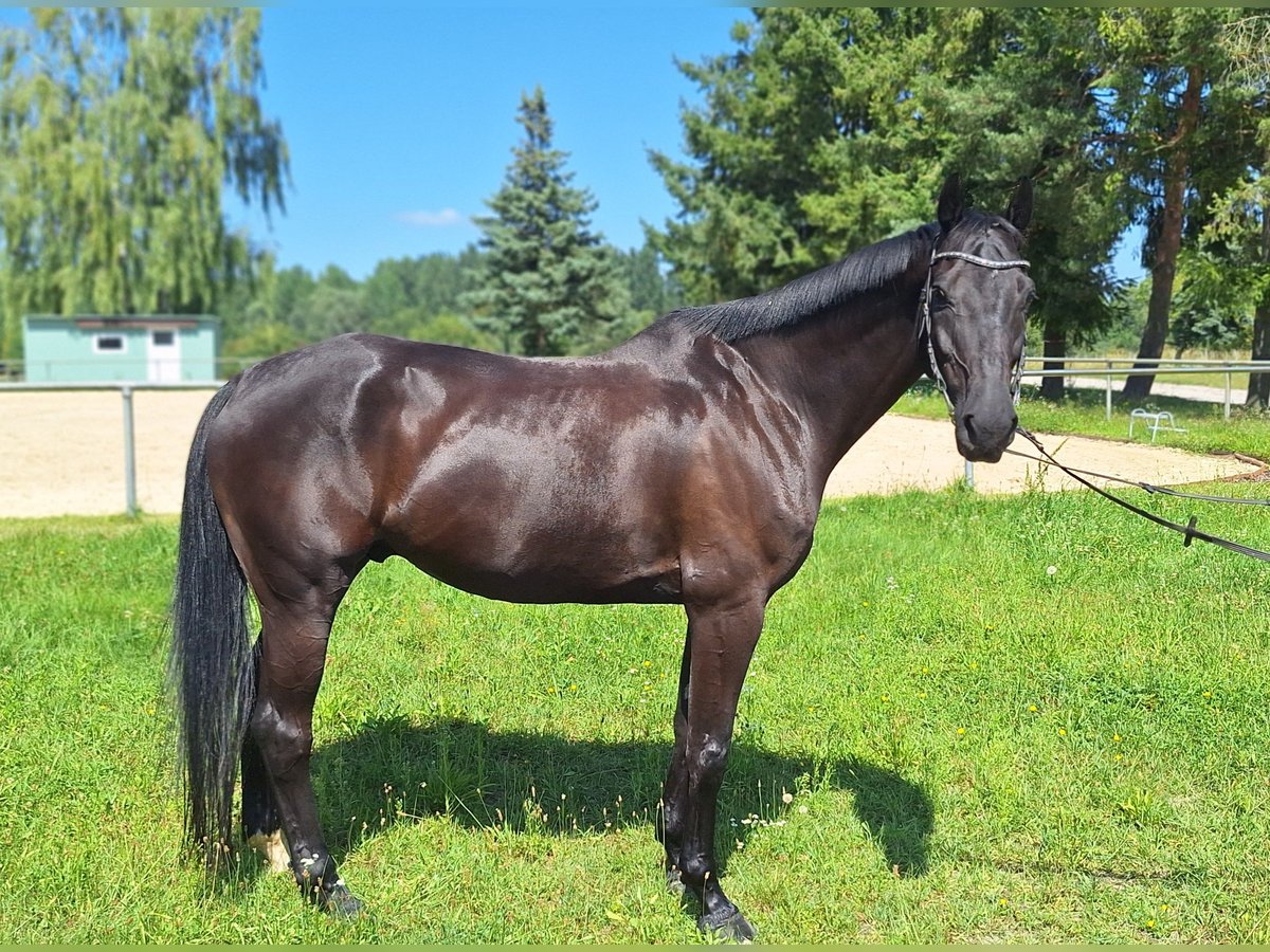 Holsteiner Hongre 10 Ans 168 cm Noir in Durmersheim