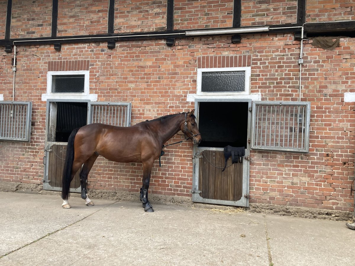 Holsteiner Hongre 11 Ans 165 cm Bai in Wedemark/ Meitze