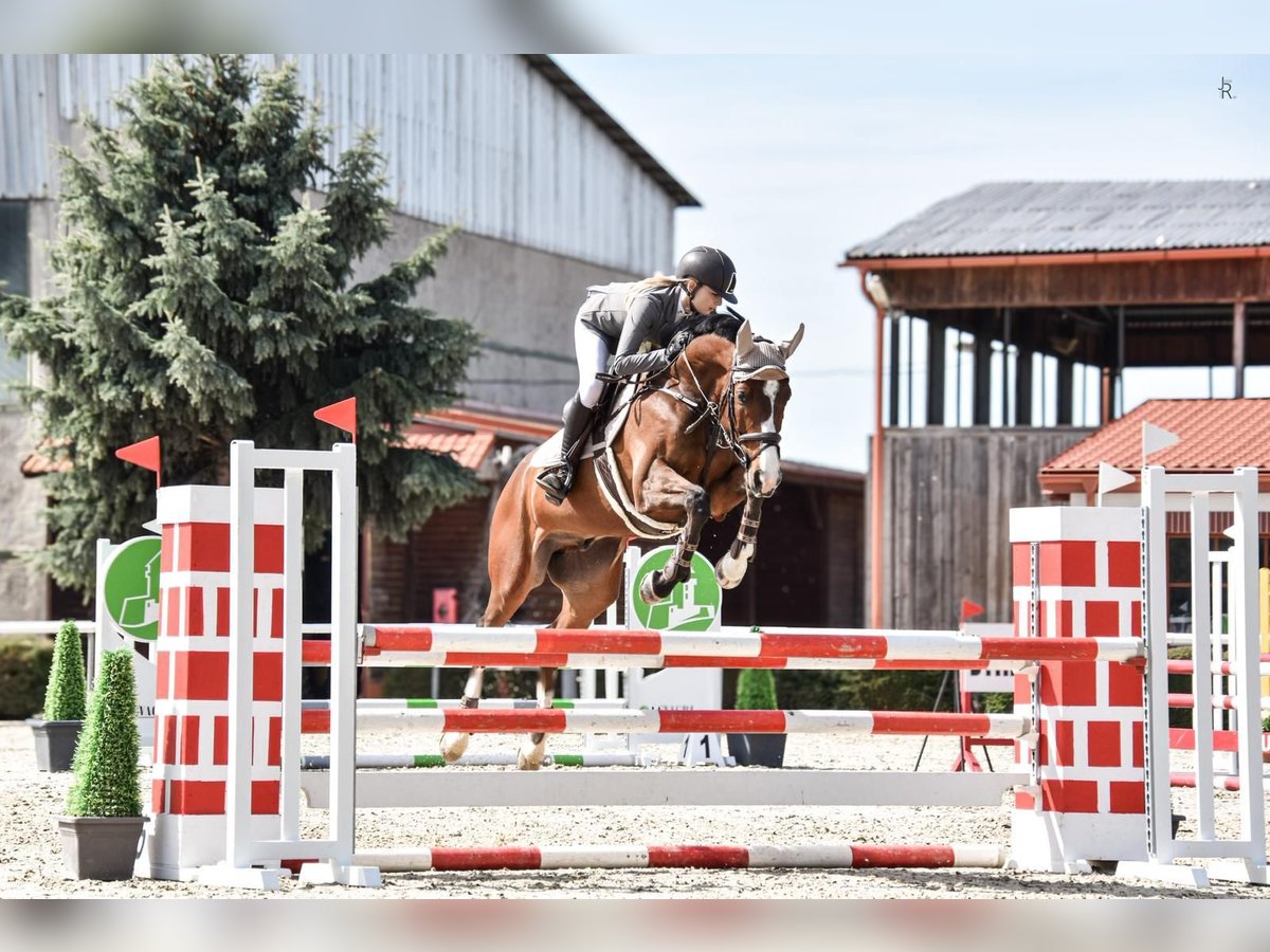 Holsteiner Hongre 11 Ans 166 cm Bai clair in Brno