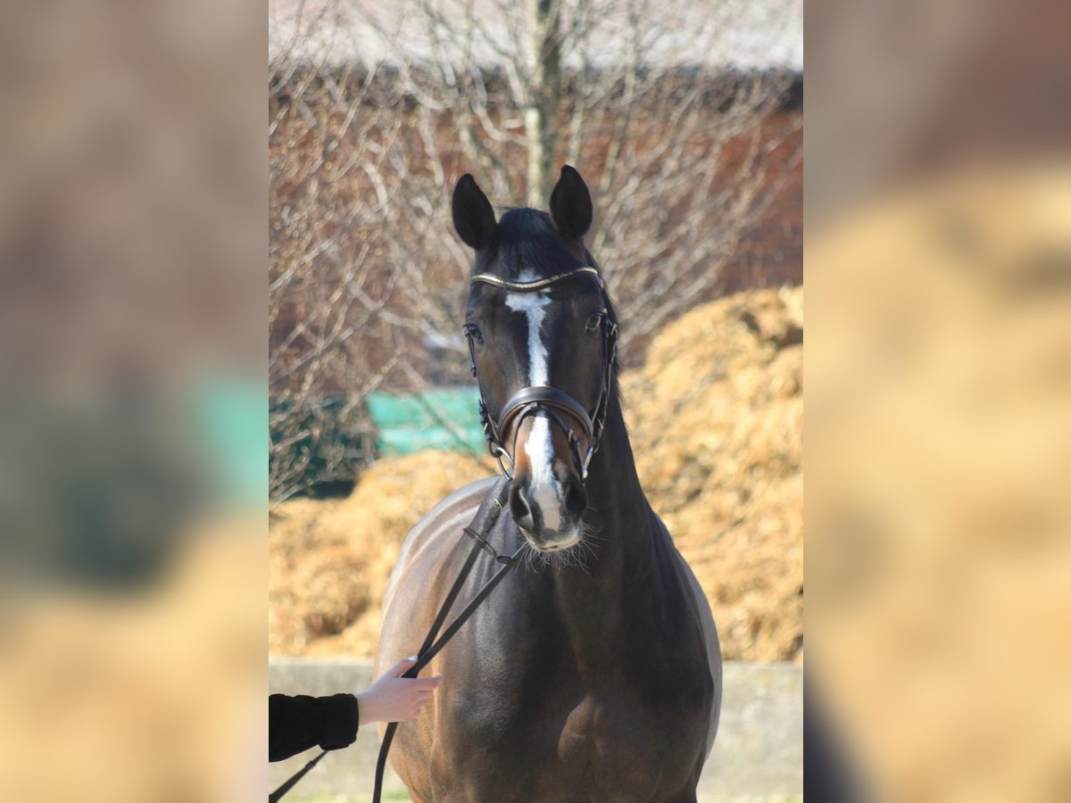 Holsteiner Hongre 11 Ans 168 cm Bai brun in Wunstorf