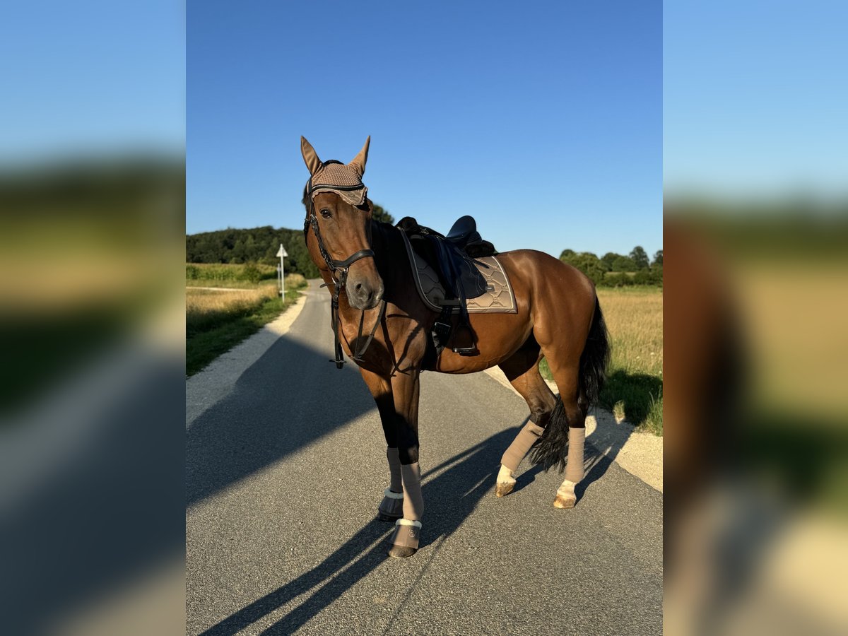 Holsteiner Hongre 11 Ans 168 cm Bai in Giengen an der Brenz