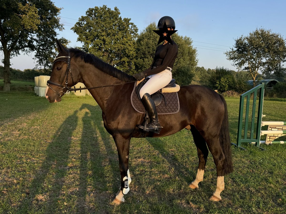 Holsteiner Hongre 12 Ans 170 cm Noir in Krummesse