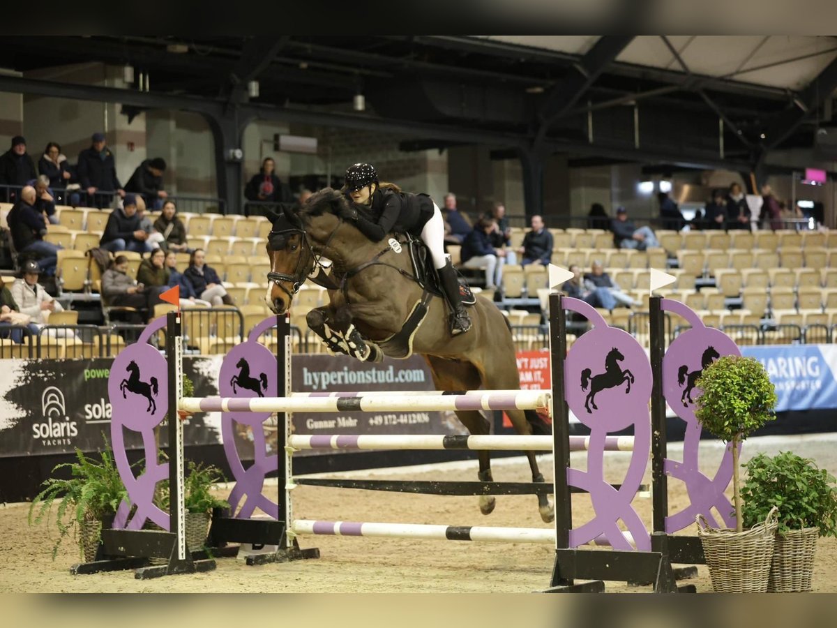 Holsteiner Hongre 12 Ans 172 cm in Leck