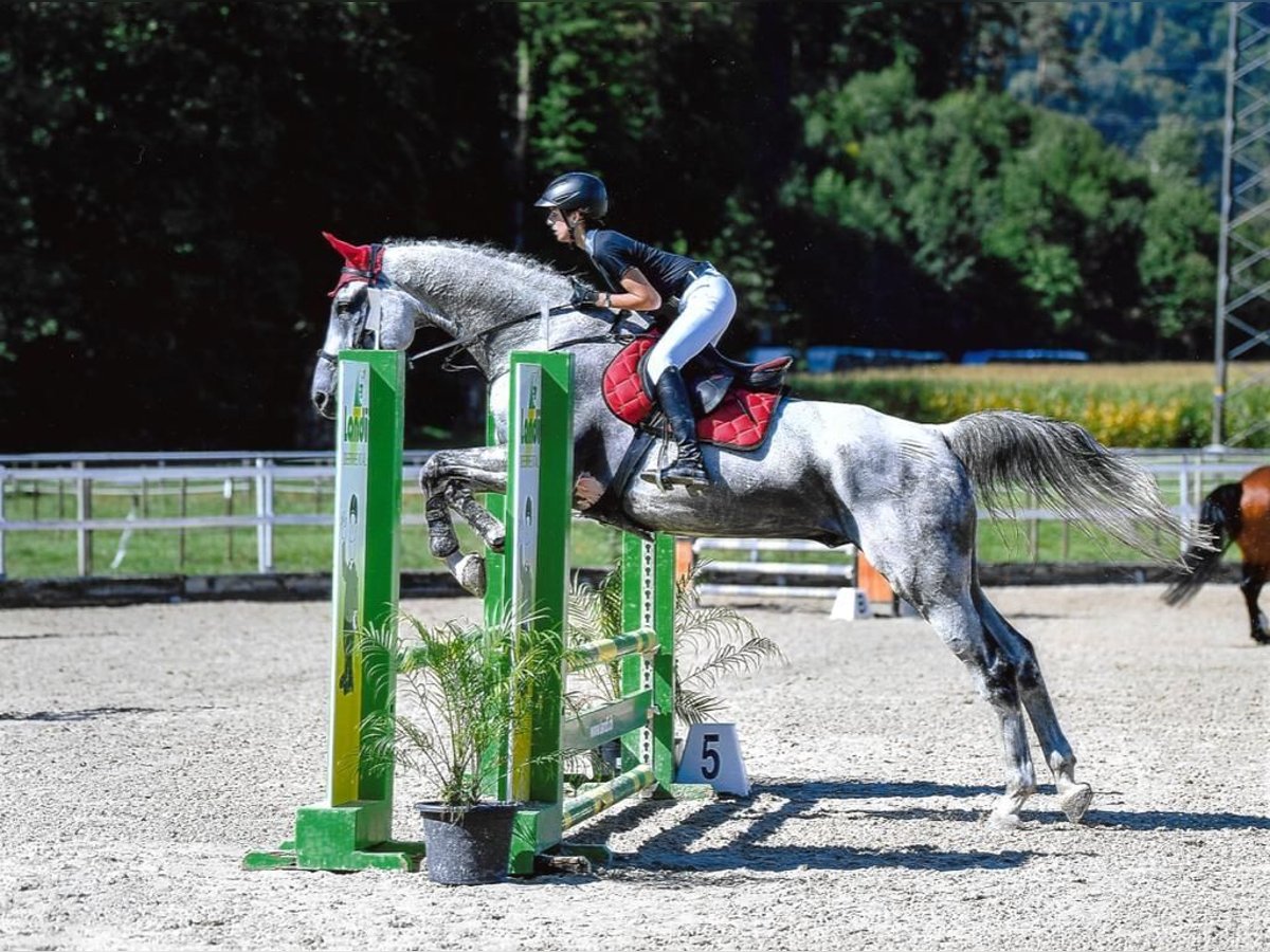 Holsteiner Hongre 13 Ans 180 cm Gris in Speicherschwendi