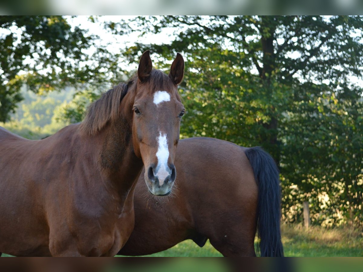 Holsteiner Hongre 14 Ans 165 cm Alezan in Blumenthal