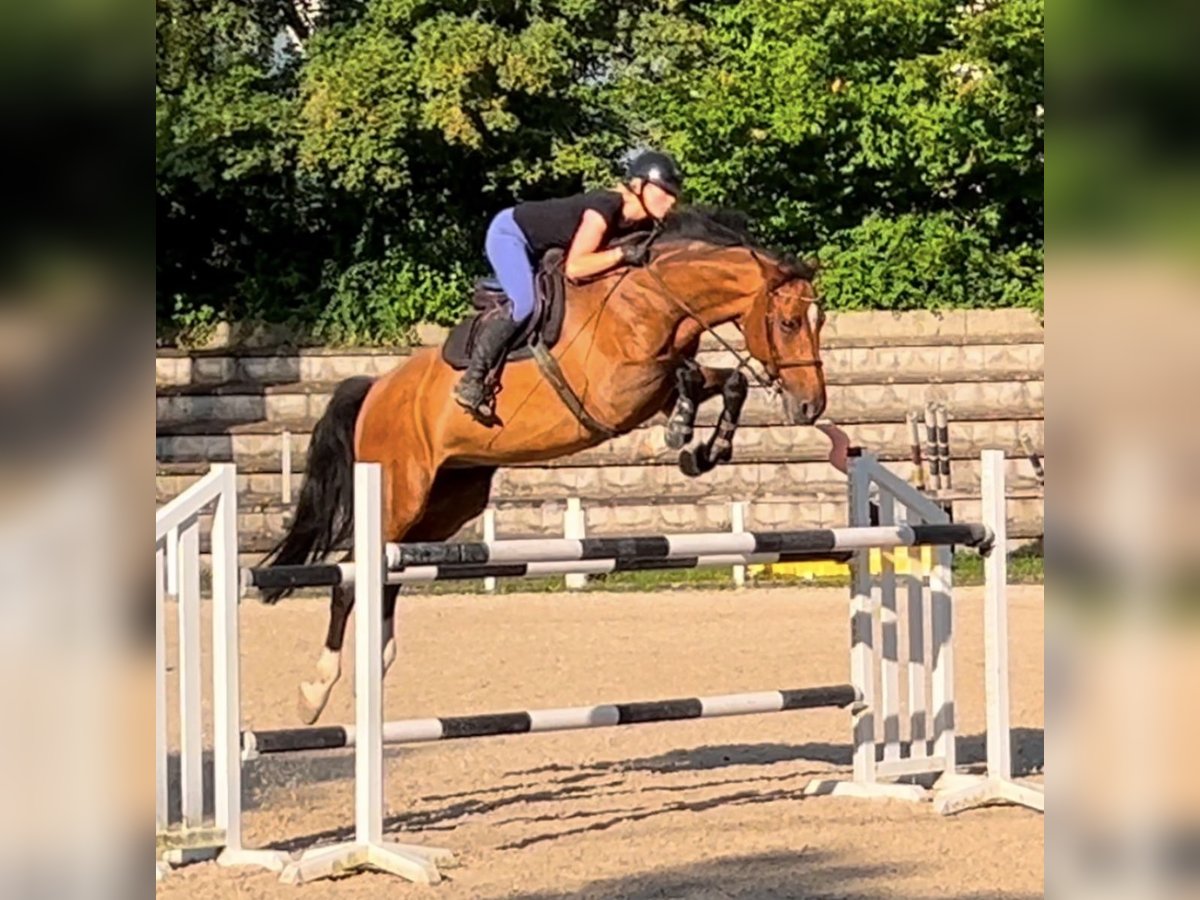 Holsteiner Hongre 14 Ans 173 cm Bai in Waiblingen