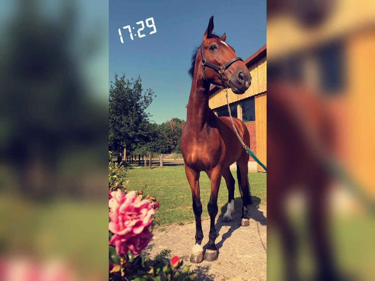 Holsteiner Hongre 15 Ans 172 cm Bai in Gronau (Westfalen) Holsteiner Hongre 15 Ans 172 cm Bai in Gronau (Westfalen)