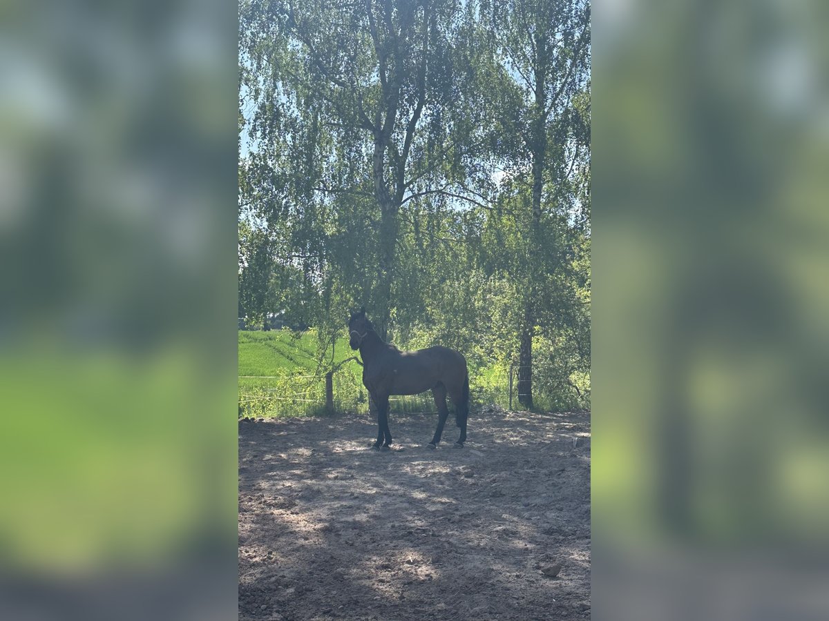 Holsteiner Hongre 16 Ans 168 cm Bai in Duderstadt
