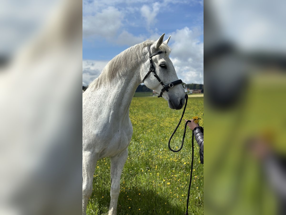 Holsteiner Hongre 16 Ans 175 cm Gris in KirchbergHenndorf