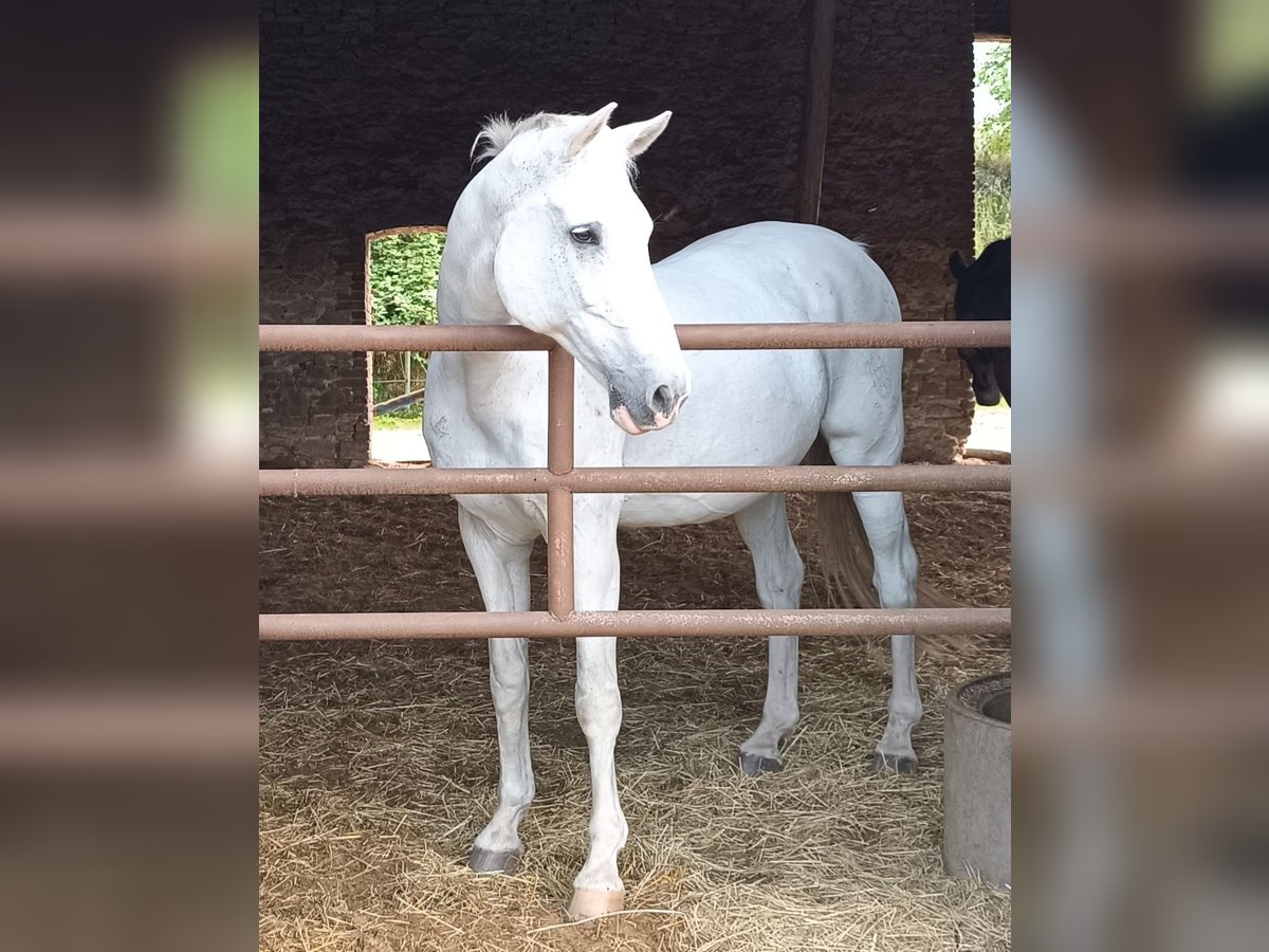 Holsteiner Hongre 17 Ans 177 cm Gris in Detmold