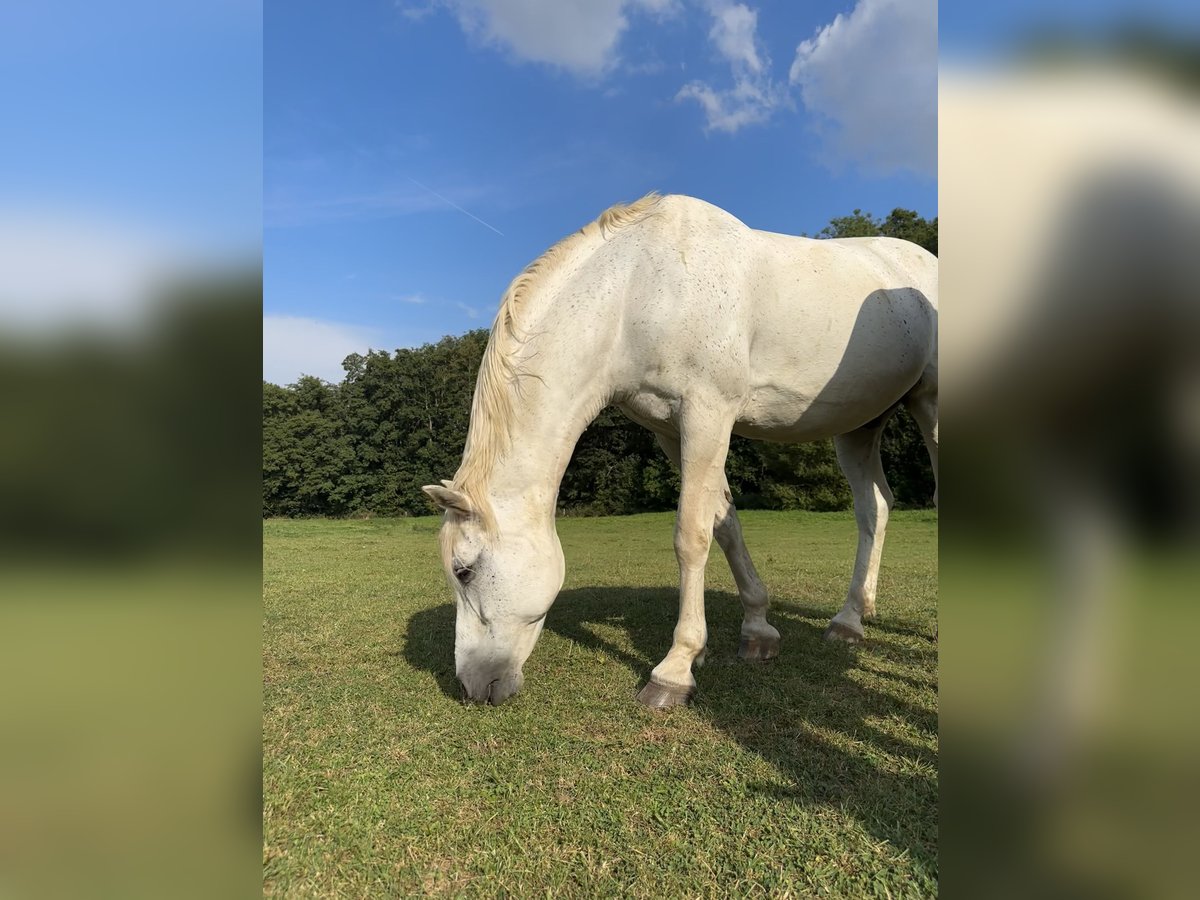 Holsteiner Hongre 23 Ans 165 cm Gris in Dillenburg