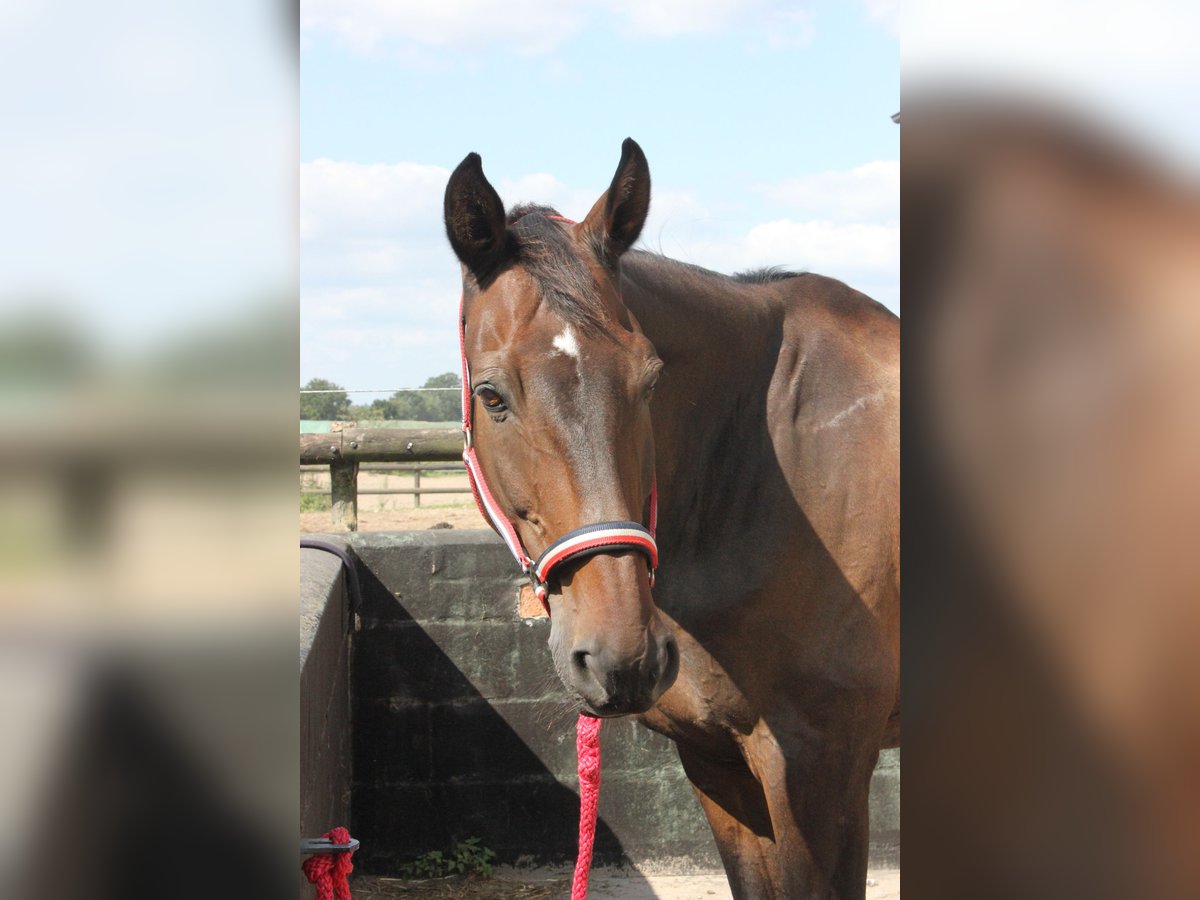 Holsteiner Hongre 24 Ans 178 cm Bai in Jersbek