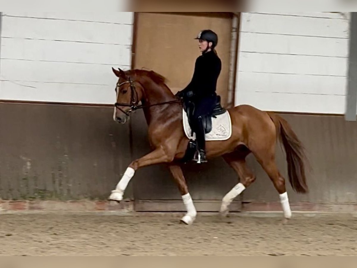 Holsteiner Hongre 3 Ans 161 cm Alezan in Lohne (Oldenburg)